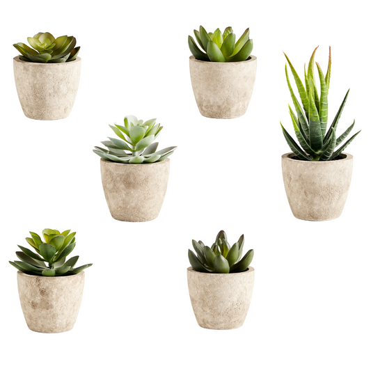 Primaison Concrete Planters - Set of 6 (Box of 18)